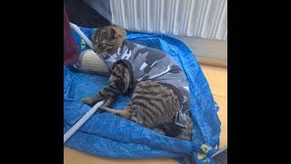 cat update: Artemis wears pyjamas now