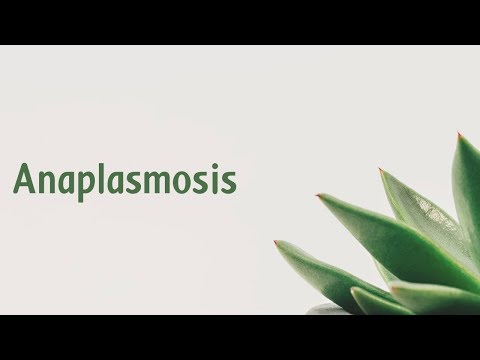 Video: Anaplasmos - Symtom, Behandling, Former, Stadier, Diagnos