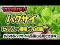 【育苗のプロが教える！】ハクサイの苗作り　セルトレー播種～苗完成編　あらゆるハクサイの品種に応用できます