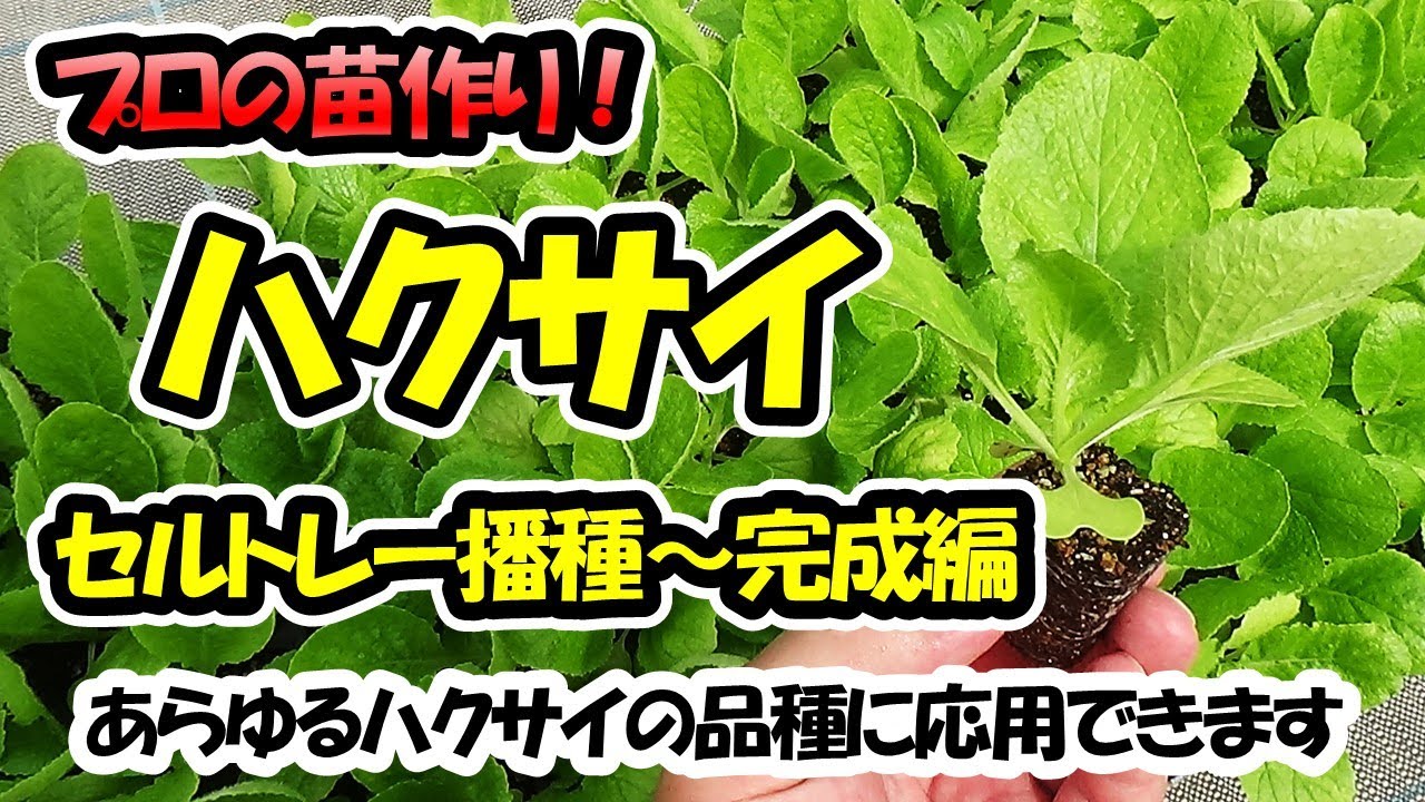 【育苗のプロが教える！】ハクサイの苗作り　セルトレー播種～苗完成編　あらゆるハクサイの品種に応用できます