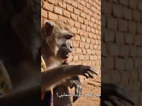 قرد صناعي ذكي جدا يقوم بحركات مجنونة وردود فعل غريبة ستدهشك فيديو ترفيهي مضحك 2025