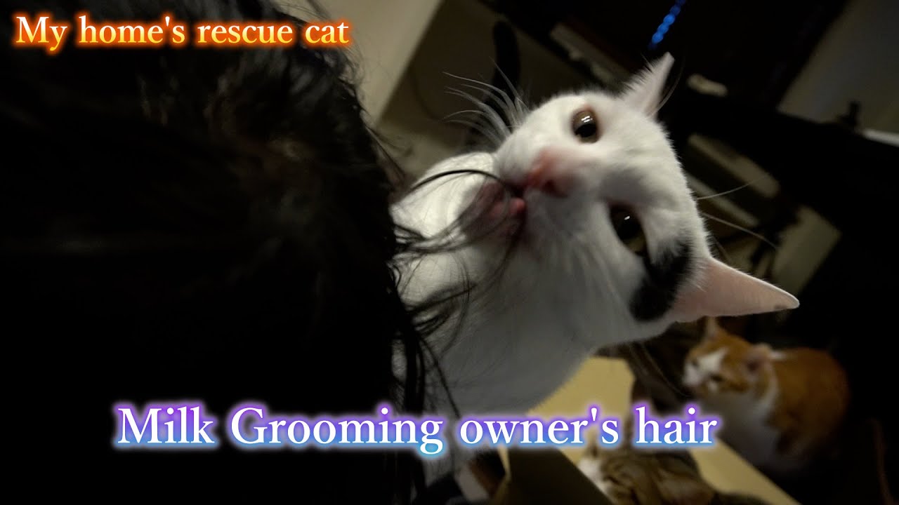 I took pictures of the behavior of a spoiled cat.