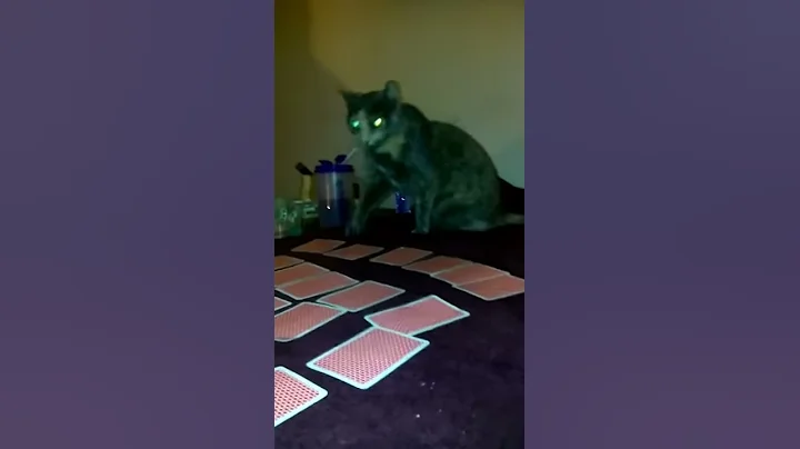 Gypsy-look at this shyt