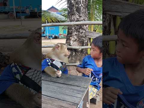 Amazing SokYaa OG ToTo Animals Are So Awesome Shorts