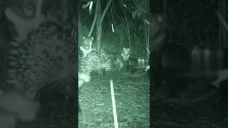 🦔 Porcupine vs Tasmanian Devils — The Battle for the Bush! ⚔️🌲