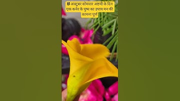 13 अक्टूबर सोमवार अष्टमी के दिन 1कनेर के पुष्प का उपाय #pandit_pradeep_ji_mishra #shivling #upay #om