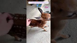 Trapped Fawn Saved Just In Time #babydeer #deer #rescue #animals #animalshorts #love #lovestory