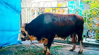 Sapi Qurban 1 Ton 50 Kilo Masjid Assaadah Iedul Adha 1444h  Keputih Surabaya