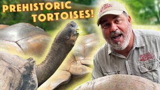 Nature's Oldest Survivor: Giant Galapagos Tortoises🤩