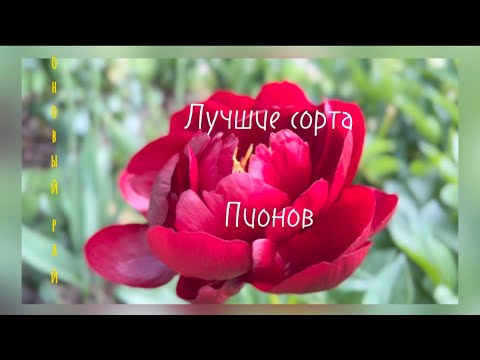 Ярмарка пионов в