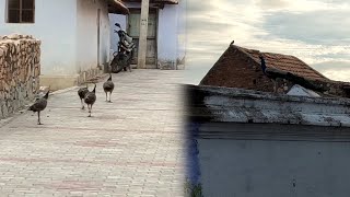 Peacock The National Bird Roaming In The Road Side | Arivom Thozha