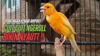 SUARA Kenari GACOR PANJANG Pancingan & masteran Kenari Paud AGAR gacor AMPUH Kenari MACET bunyii