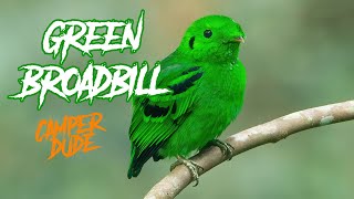 GREEN BROADBILL (HD) - SUARA PANGGILAN GREEN BROADBILL (MALAYSIA)