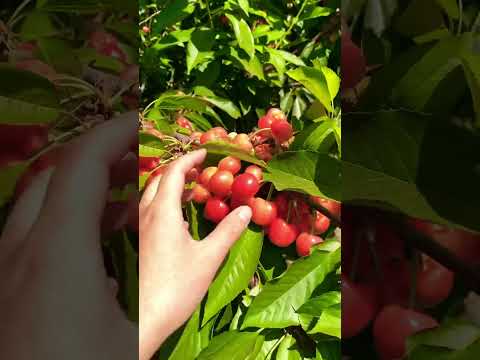 More Cherries than Leaves! Wowee! #foodie #food #foodlover #brentwood #cherries #farm #video