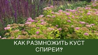 Как размножить куст спиреи?