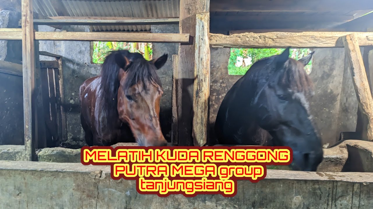Melatih Kuda Renggong Putra Mega Group