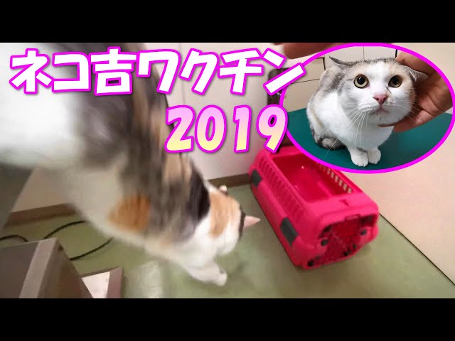 ネコ吉のワクチン接種2019