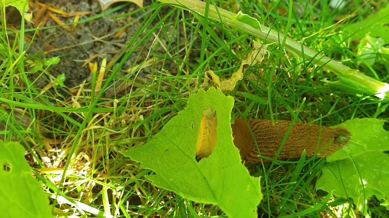 How slugs make holes in leaves!