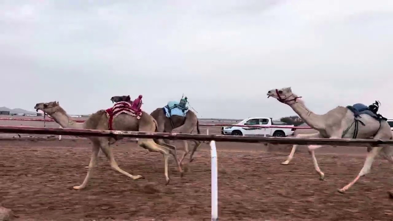 الشوط الثاني مفاريد بكار / المتحده - حمد حثلين الحربي