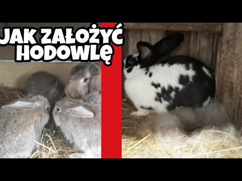 Wideo: Jak założyć hodowlę hobbystów: porady i pomysły na hodowlę hobbystów