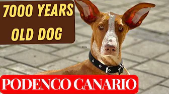 The PODENCO CANARIO - The Canary Island Hound