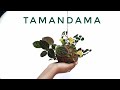 Tamandama| തമന്ദമ എന്ന ഇൻഡോനേഷ്യ- ജപ്പാൻ സ്റ്റൈൽ ഗാർഡൻ വിദ്യ| Hanging garden | Malayalam