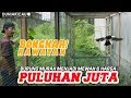 bongkar rahasia burung murah menjadi mewah dengan harga puluhan juta inspiratif
