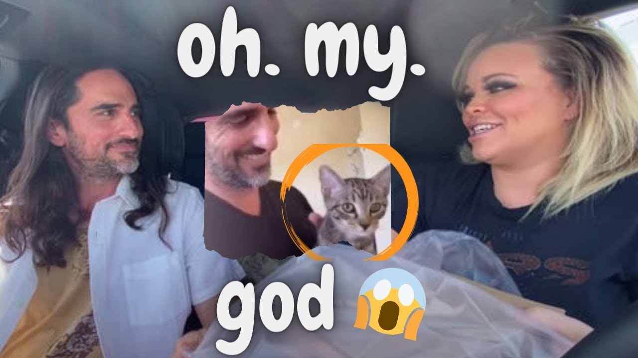 what happened to trisha paytas' fiancé's cats? omg did trisha paytas