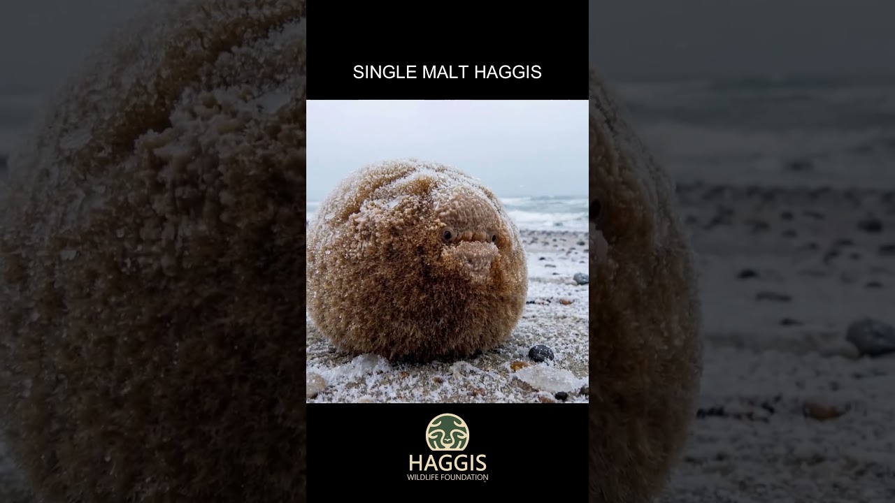 Scottish Single Malt Wild Haggis Animal - YouTube