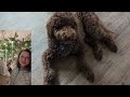 Beginning of video