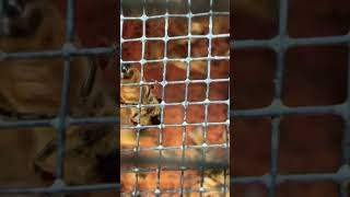 The Buzziest Beehive