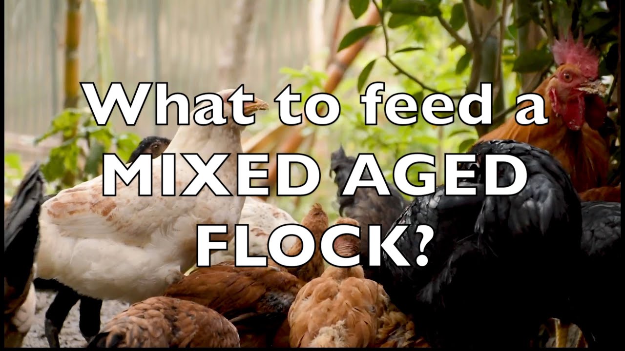 What do I FEED my MIXED-AGED flock? | Sez the Vet