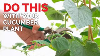 Maximizing Cucumber Harvests | Pruning and Propagation Guide