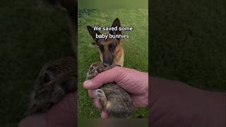 Pal Wanted To Protect The Baby Bunnies