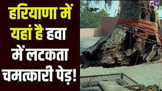 Haryana Floating Tree: सालों से हवा में लटका रहा ये पेड़, दूर-दूर से आशीर्वाद लेने आते हैं लोग