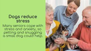 Pauley's Pups - Why Seniors Should Get a Toy Dog Breed