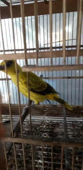 Anakan Burung Kepodang#shorts