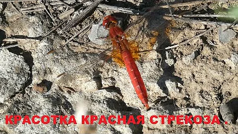 Красотка красная стрекоза.