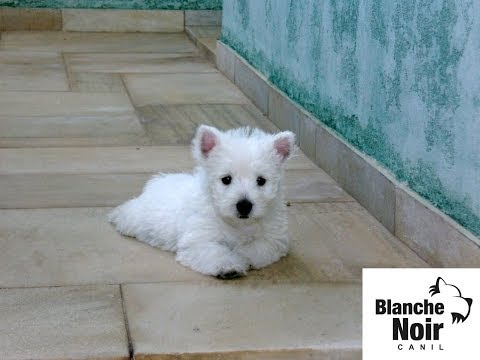 Blanche Noir Westies - puppies 2009