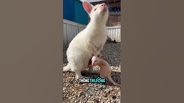 Bất ngờ với cảnh tượng kangaroo bạch tạng #viralvideo #shorts #video #animals