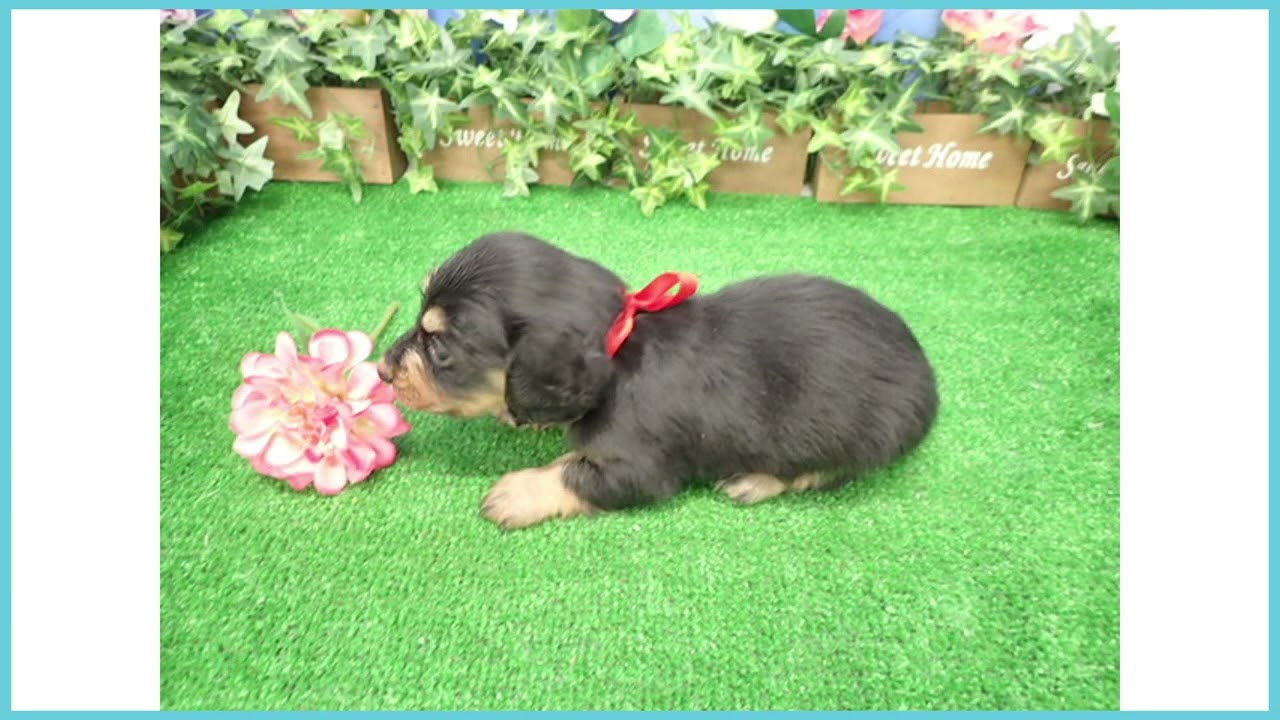 ペットショップcoo&riku No.00743652 M・ダックスフンド - YouTube