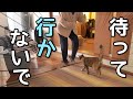 ズボラ主婦とずっと一緒に過ごす猫の休日の午後。