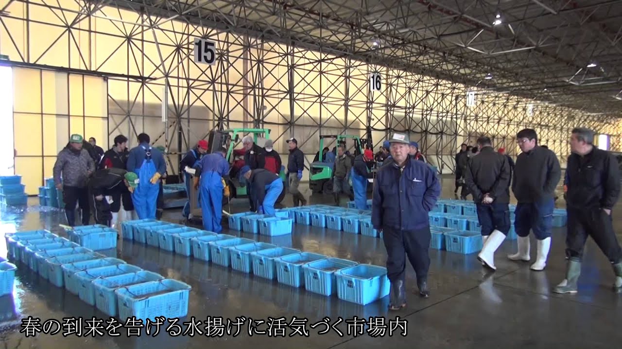 映す 石巻 石巻魚市場 コウナゴの水揚げ開始 Youtube