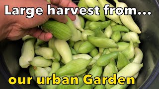 Large harvest of achocha, hyacinth beans and gourd | Shokher Bagan