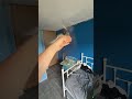 Pigeon flying