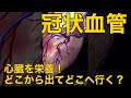 【冠状血管】心臓を栄養!どこから出てどこへ行く?
