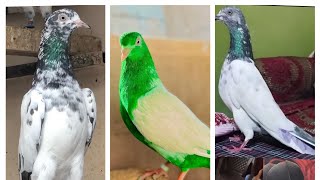 TikTok Pigeons ❤| Saharanpuri Kabootar | Kabootar ki video | Pigeon 😍| Kabutar status #kabuar_26