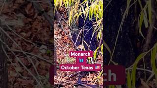 Monarch from 🇨🇦 to 🇲🇽 in Texas After Today Storm #nature #hikingpaths #monarch #trails #wildlife