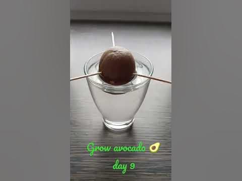 grow Hass avocado day 9