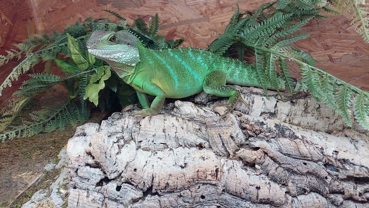 Physignathus cocincinus